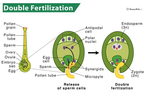Double Fertilization .